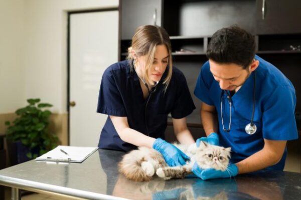 How a Veterinary Translation Company Helps US Vets
