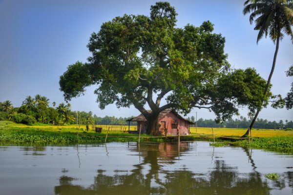 6 Days Kochi Munnar Thekkady Alleppey Tour Experience 6 Days Kochi Munnar Thekkady Alleppey Tour