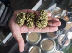 cannabis news