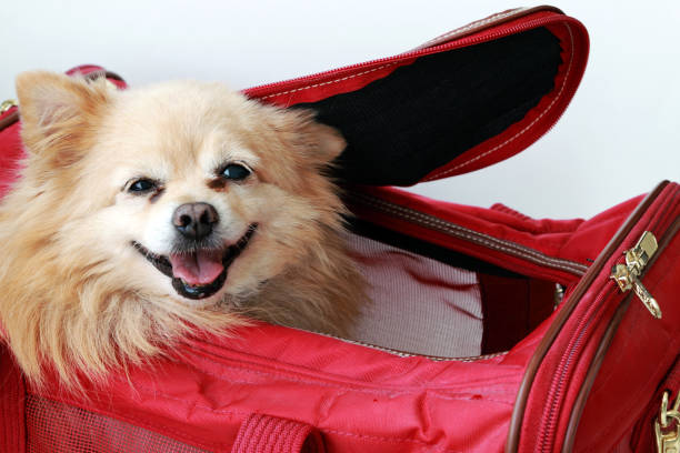 small dog in bag