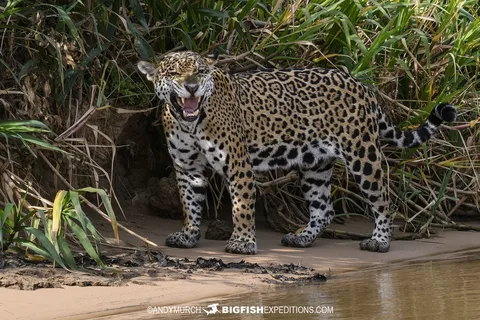 Experience the Wild: Planning the Ultimate Jaguar Tour in South America Jaguar Tour