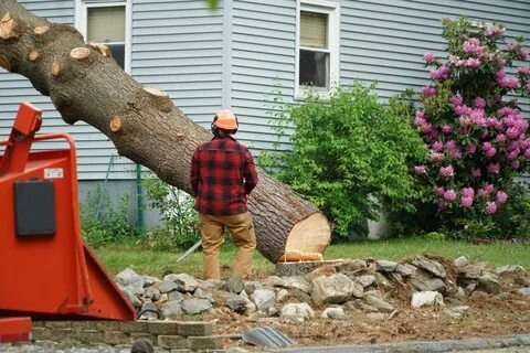 tree removal