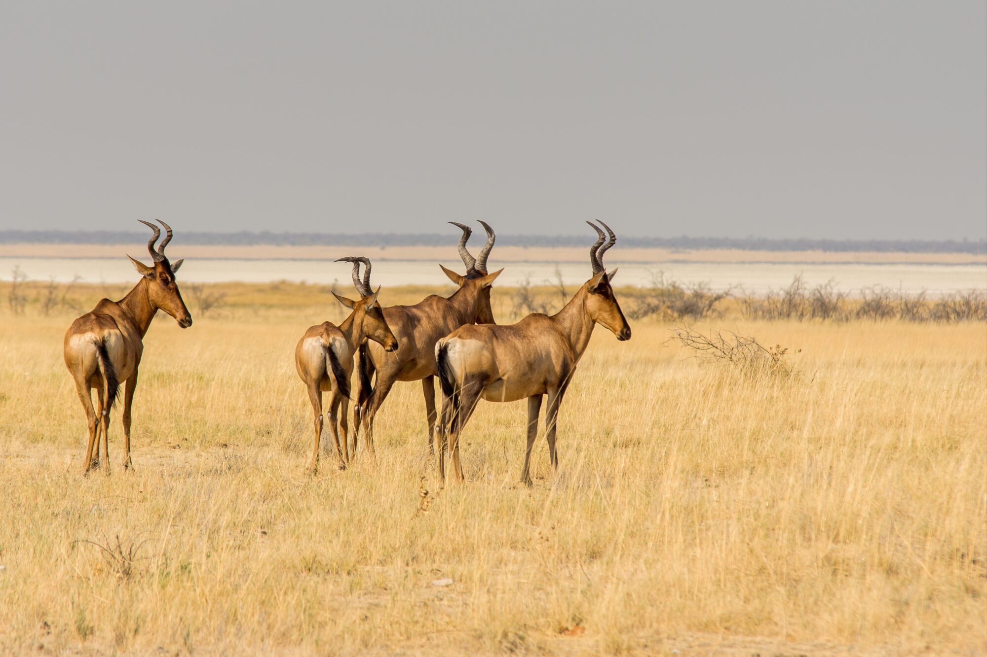 best time to visit tanzania for safari