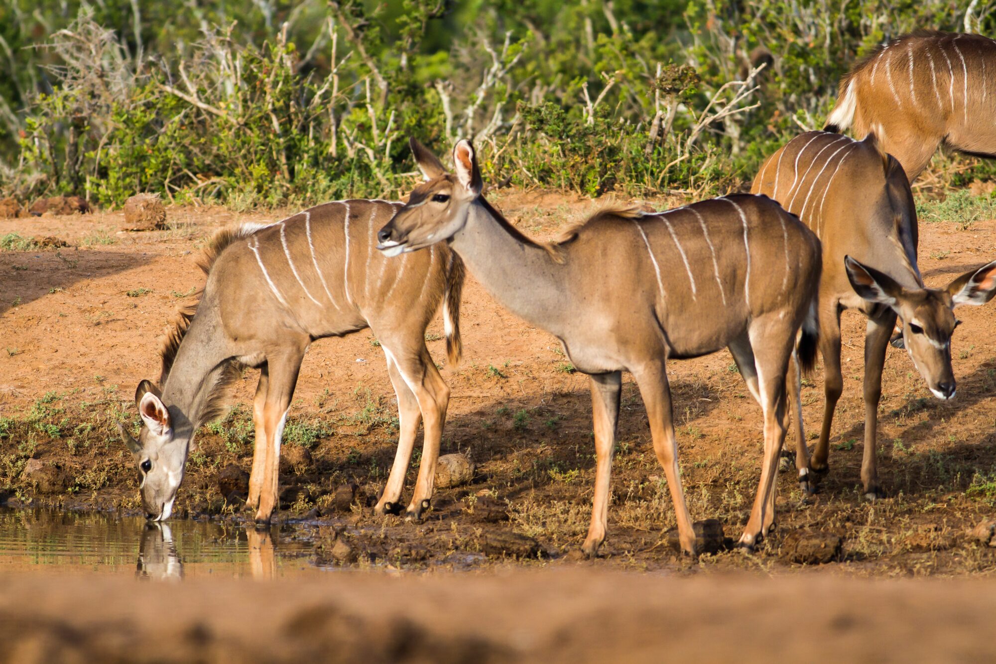 nairobi national park safari tours