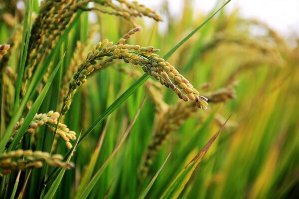 Best Basmati Rice Brand in UAE for Aroma & Long Grains Best Basmati Rice in UAE