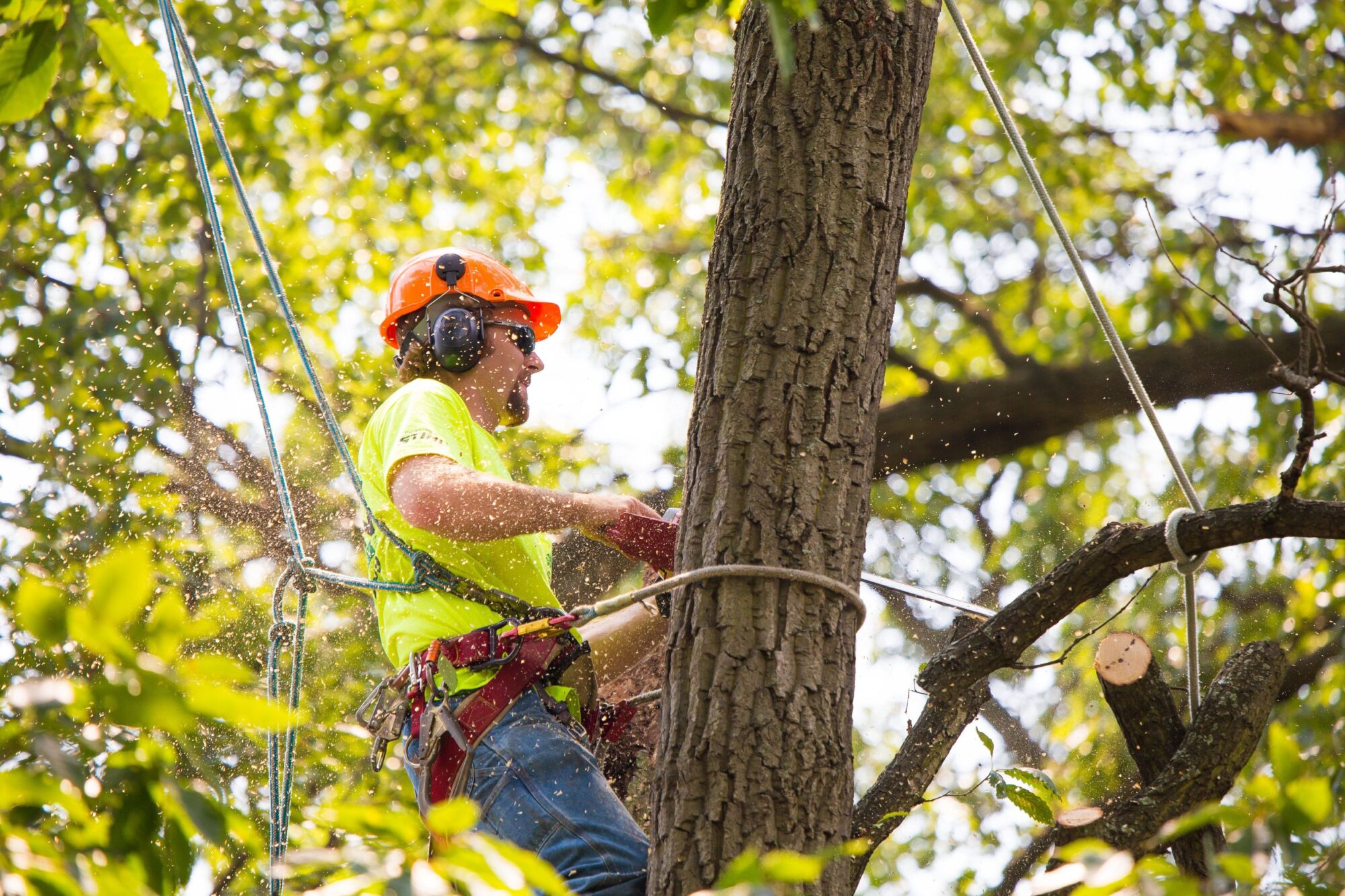 tree care