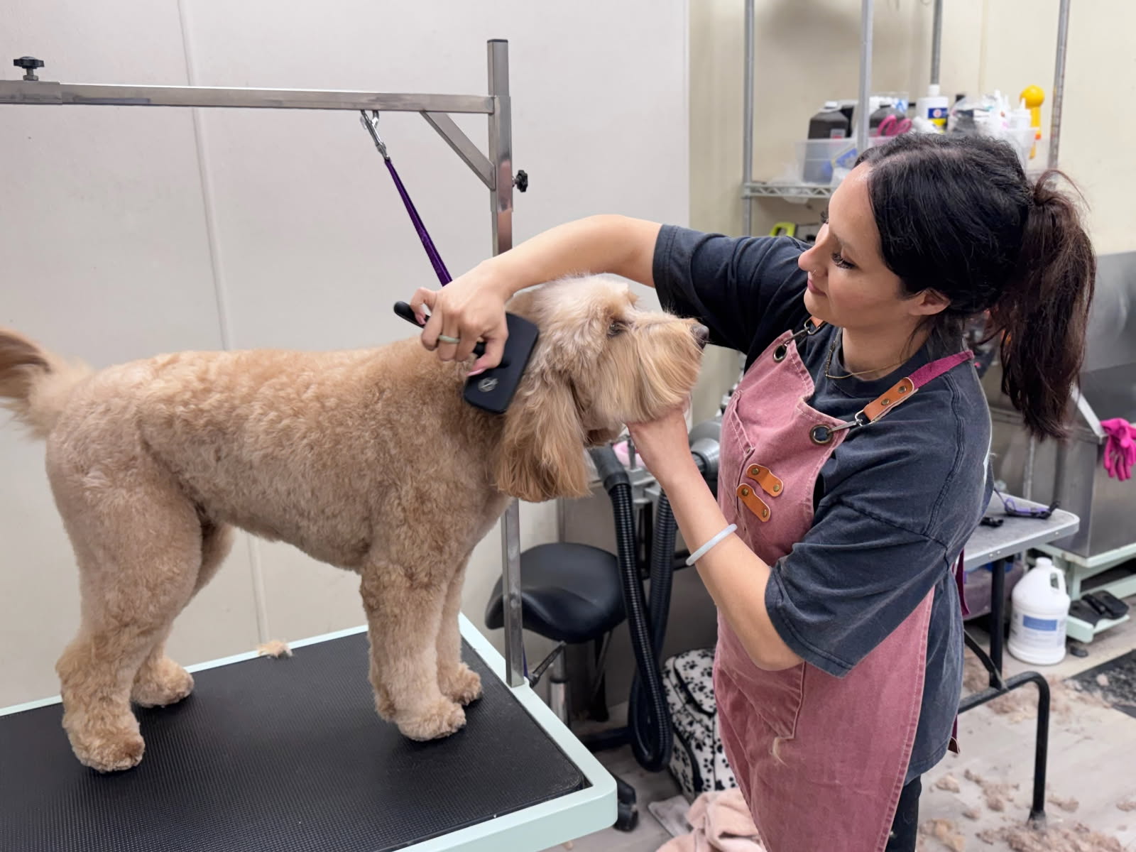 Pet Grooming san diego